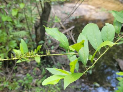 Itea virginica, photographed by Jay Horn