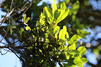 Cryptocarya obovata, photographed by Greg Tasney