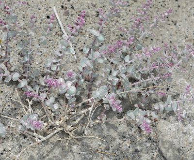 Atriplex parryi, photographed by Steve Matson
