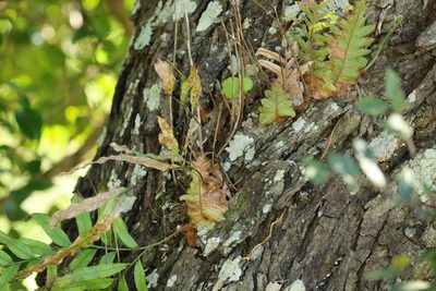 Drynaria rigidula, photographed by Greg Tasney