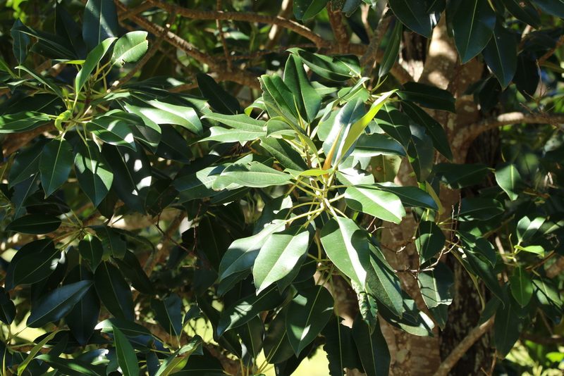 Ficus macrophylla, photographed by Greg Tasney