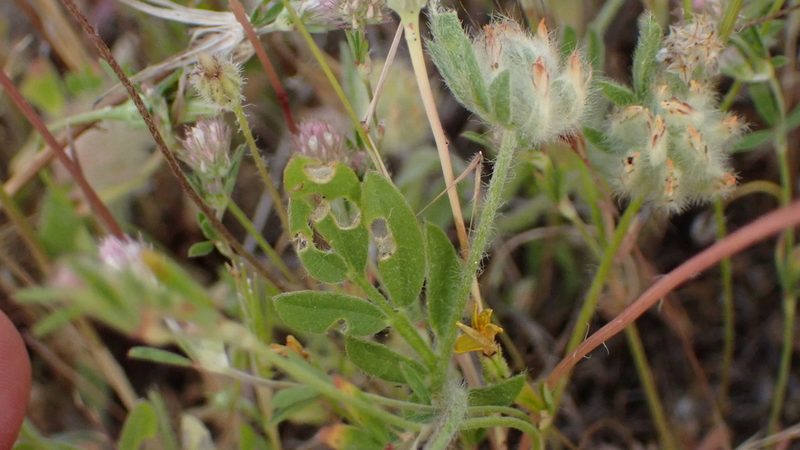 Anthyllis cornicina, photographed by scolym