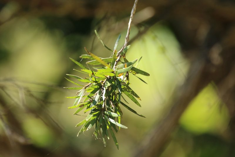 Melaleuca viminalis, photographed by Greg Tasney