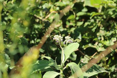 Solanum mauritianum, photographed by Greg Tasney