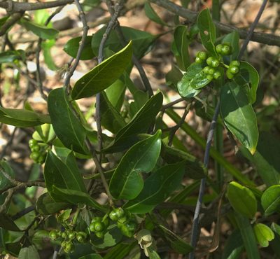 Gynochthodes parvifolia, photographed by portioid