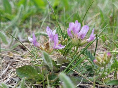 Astragalus agrestis, photographed by Kathlin Simpkins