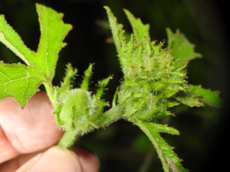 Sabdariffa aculeata, photographed by Sam Kieschnick