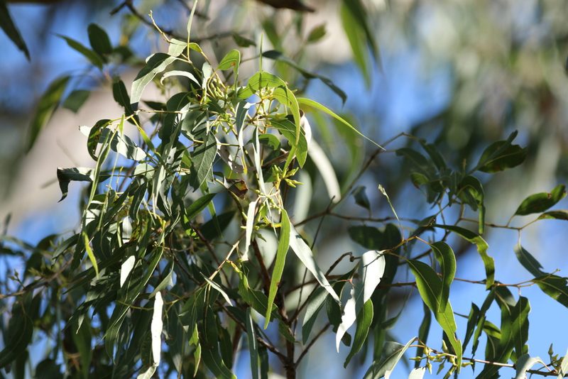 Eucalyptus tereticornis, photographed by Greg Tasney