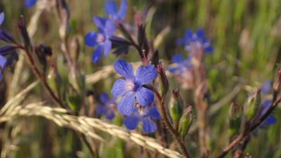 Anchusa azurea, photographed by scolym