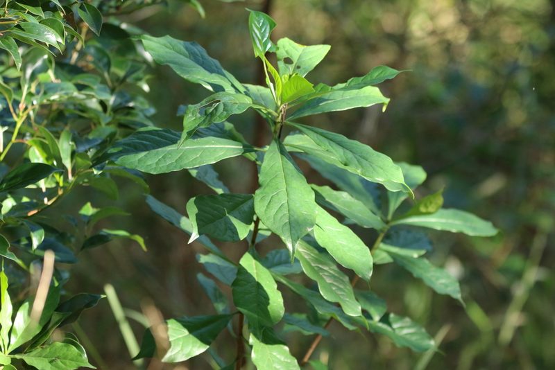 Hymenosporum flavum, photographed by Greg Tasney