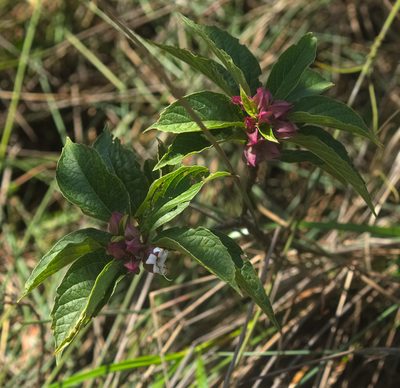 Clerodendrum fortunatum, photographed by portioid