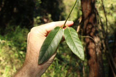 Parsonsia straminea, photographed by Greg Tasney