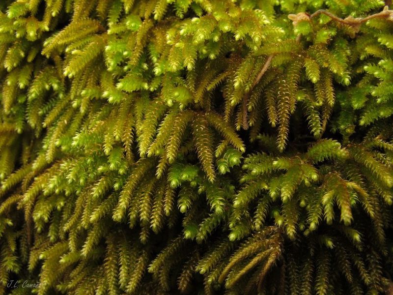Nogopterium gracile, photographed by José Luis Camaño