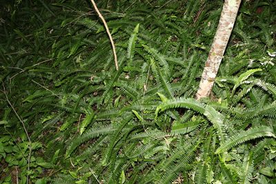 Nephrolepis cordifolia, photographed by Greg Tasney