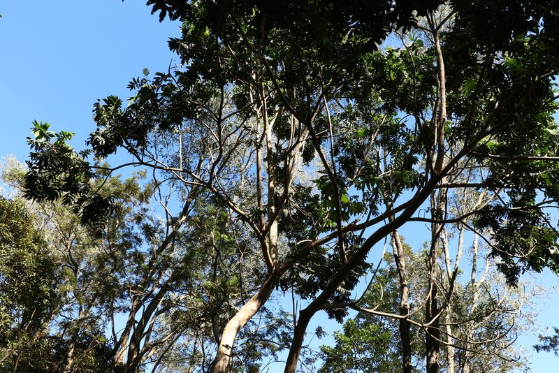 Flindersia schottiana, photographed by Greg Tasney