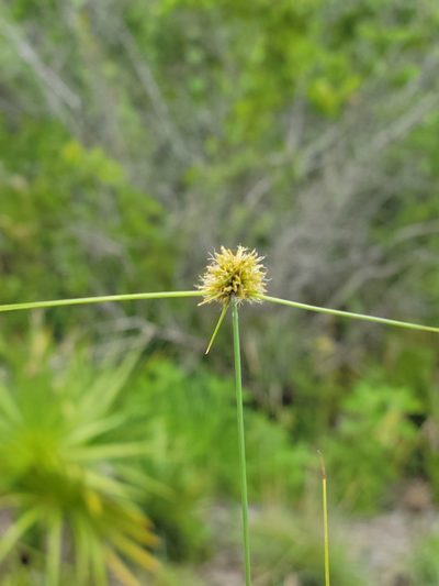 Cyperus filiculmis, photographed by Jay Horn