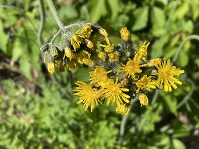 Pilosella caespitosa, photographed by Tom Scavo