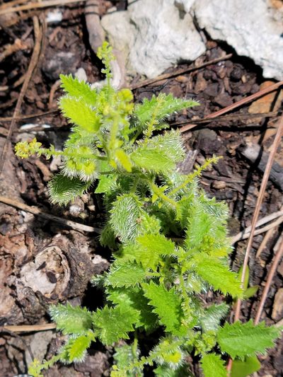 Tragia saxicola, photographed by Jay Horn