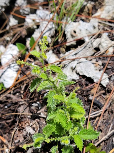 Tragia saxicola, photographed by Jay Horn