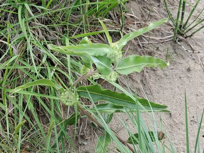 Asclepias viridiflora, photographed by Craig Martin