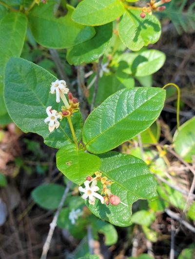 Guettarda scabra, photographed by Jay Horn