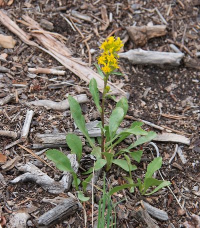 Solidago simplex, photographed by Mike Duran
