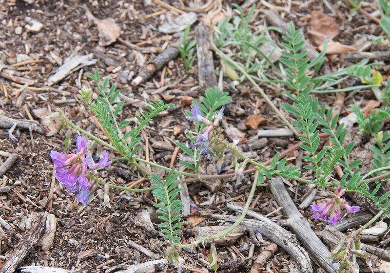 Astragalus hallii, photographed by Mike Duran