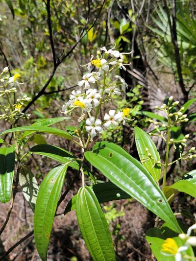 Miconia bicolor, photographed by Jay Horn