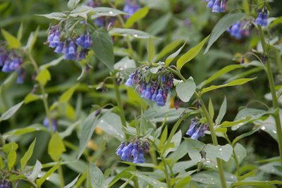 Mertensia ciliata, photographed by Mike Duran