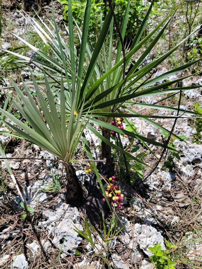 Coccothrinax argentata, photographed by Jay Horn