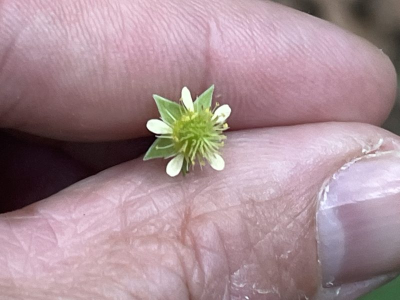 Geum virginianum, photographed by Brian Finzel