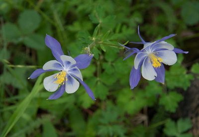 Aquilegia coerulea, photographed by Mike Duran