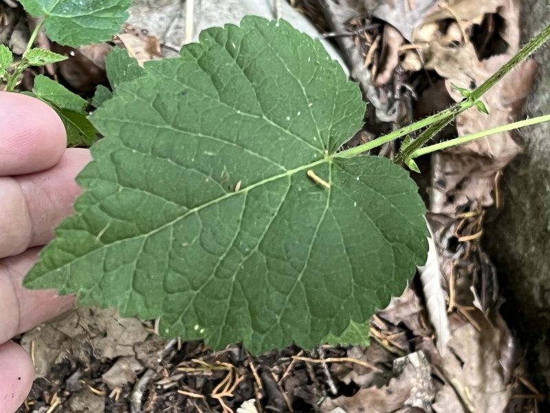 Tragia cordata, photographed by Brian Finzel