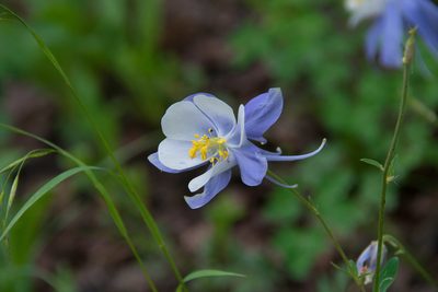 Aquilegia coerulea, photographed by Mike Duran