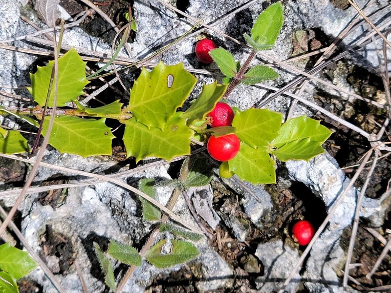 Crossopetalum ilicifolium, photographed by Jay Horn