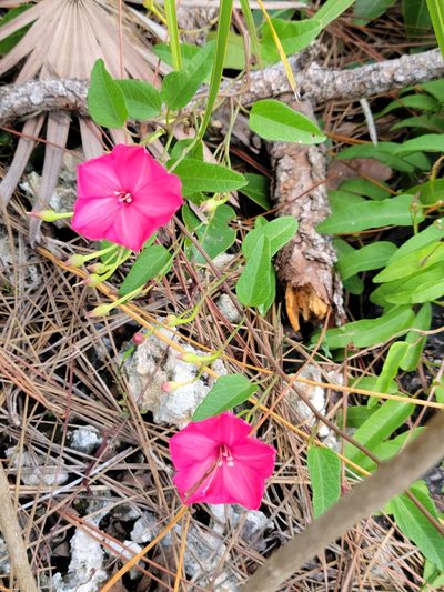 Ipomoea microdactyla, photographed by Jay Horn
