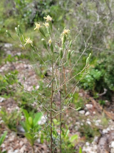 Brickellia mosieri, photographed by Jay Horn