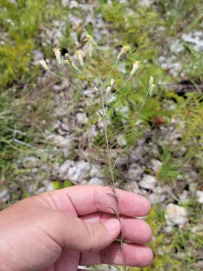 Brickellia mosieri, photographed by Jay Horn