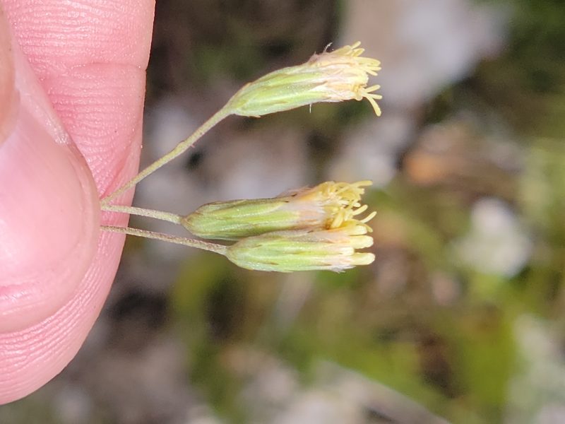 Brickellia mosieri, photographed by Jay Horn