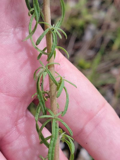 Brickellia mosieri, photographed by Jay Horn