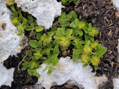 Acalypha chamaedrifolia