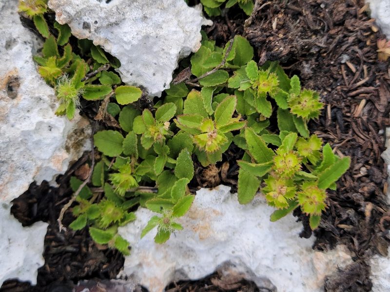 Acalypha chamaedrifolia, photographed by Jay Horn