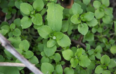 Stellaria media, photographed by Anastasia_Surkova