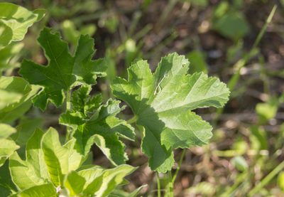 Malva thuringiaca, photographed by Anastasia_Surkova