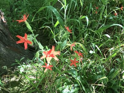 Silene virginica, photographed by Dawn VanDeman