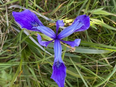 Iris douglasiana, photographed by Rebecca Johnson