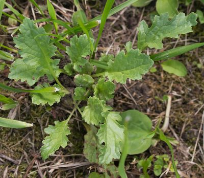 Jacobaea vulgaris, photographed by Anastasia_Surkova