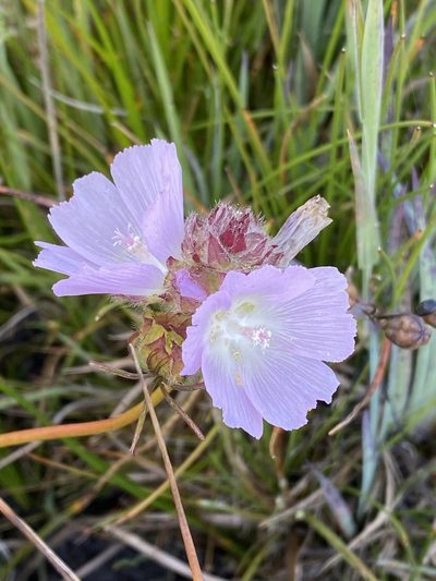 Sidalcea calycosa, photographed by Rebecca Johnson