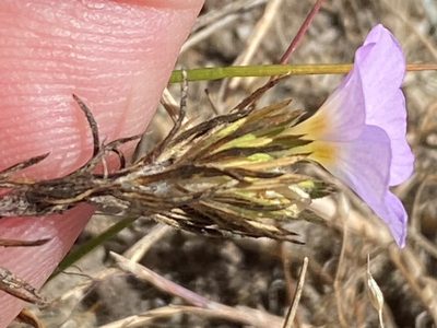 Leptosiphon grandiflorus