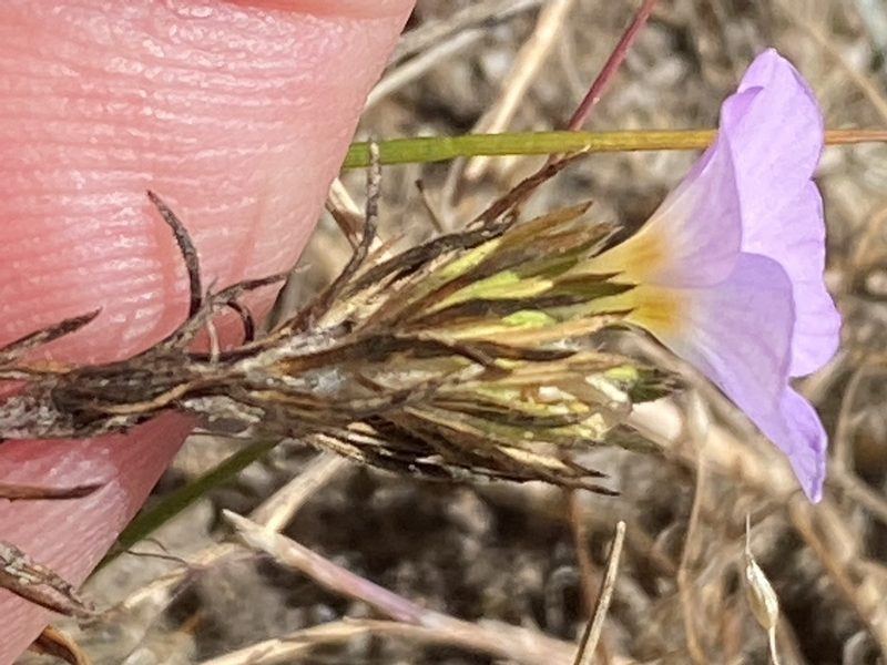 Leptosiphon grandiflorus, photographed by Rebecca Johnson